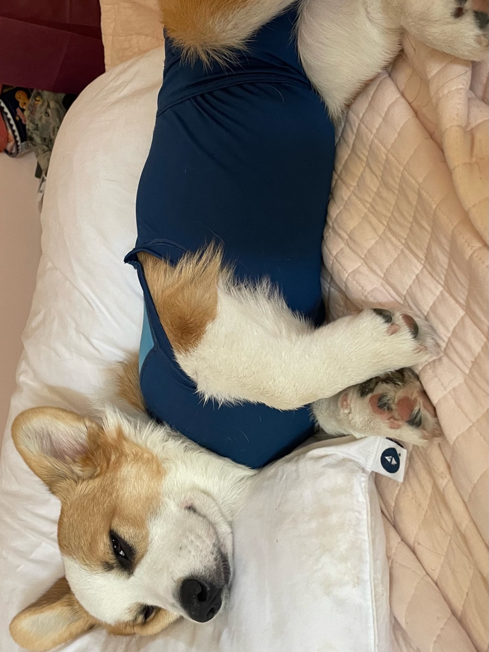 The Wonder Suit Recovery Suit for Dogs & Cats - Pink